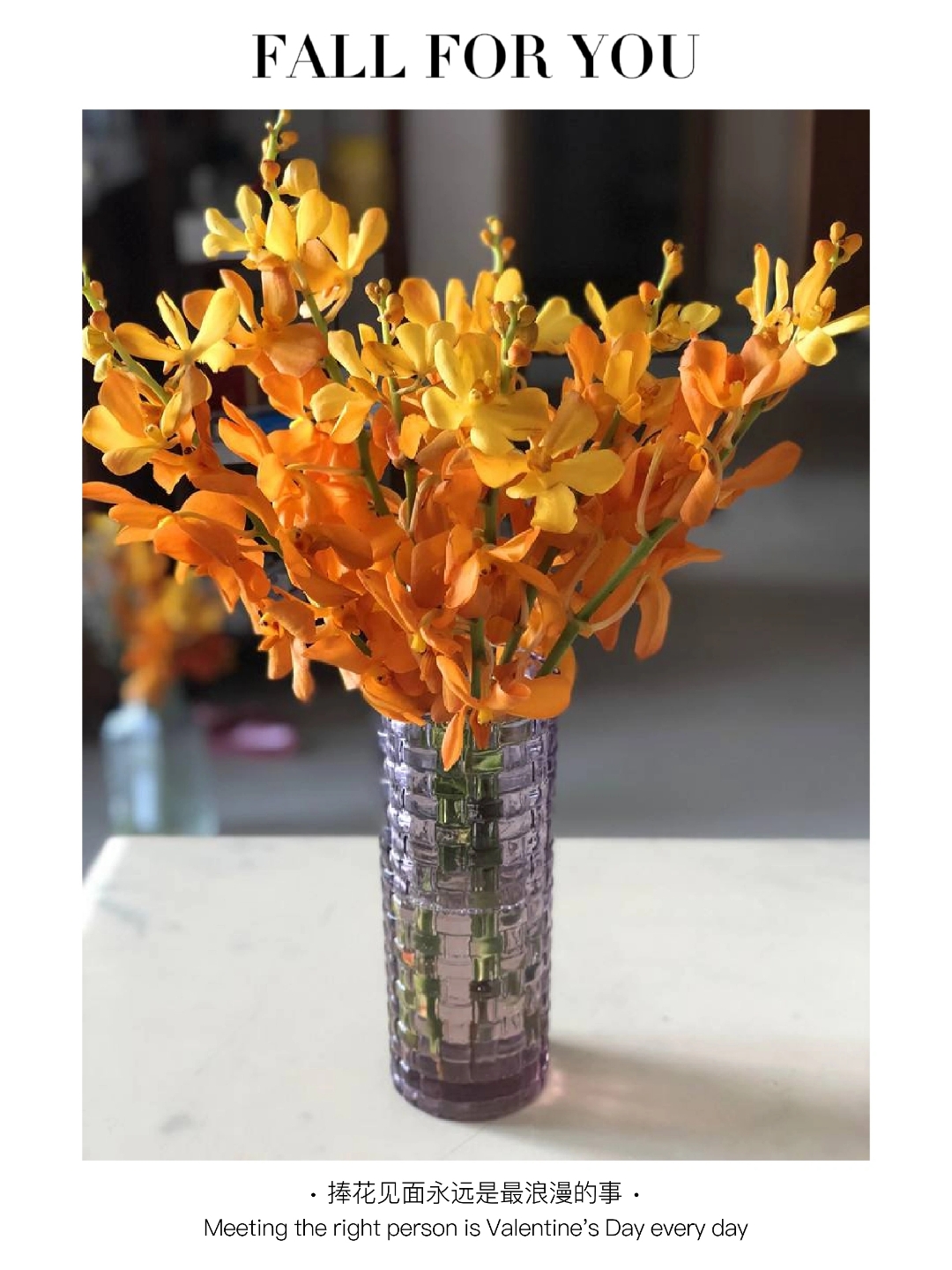 一束花的浪漫永不过时—千代兰 千代兰花的花语寓意着幸福,高贵和高雅