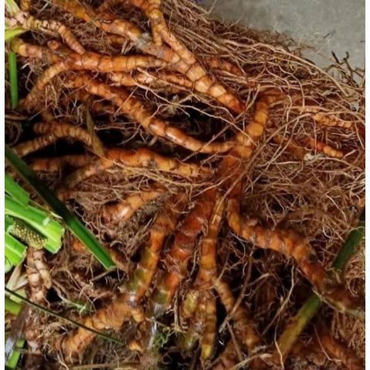 石菖蒲越多越好9099谁有联系我私信我谢谢[开心][开心]