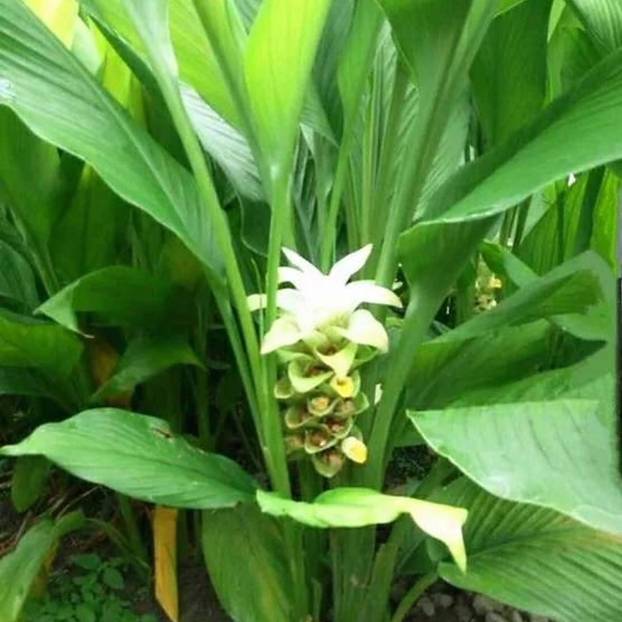 野生黄姜你们家乡有吗[开心]