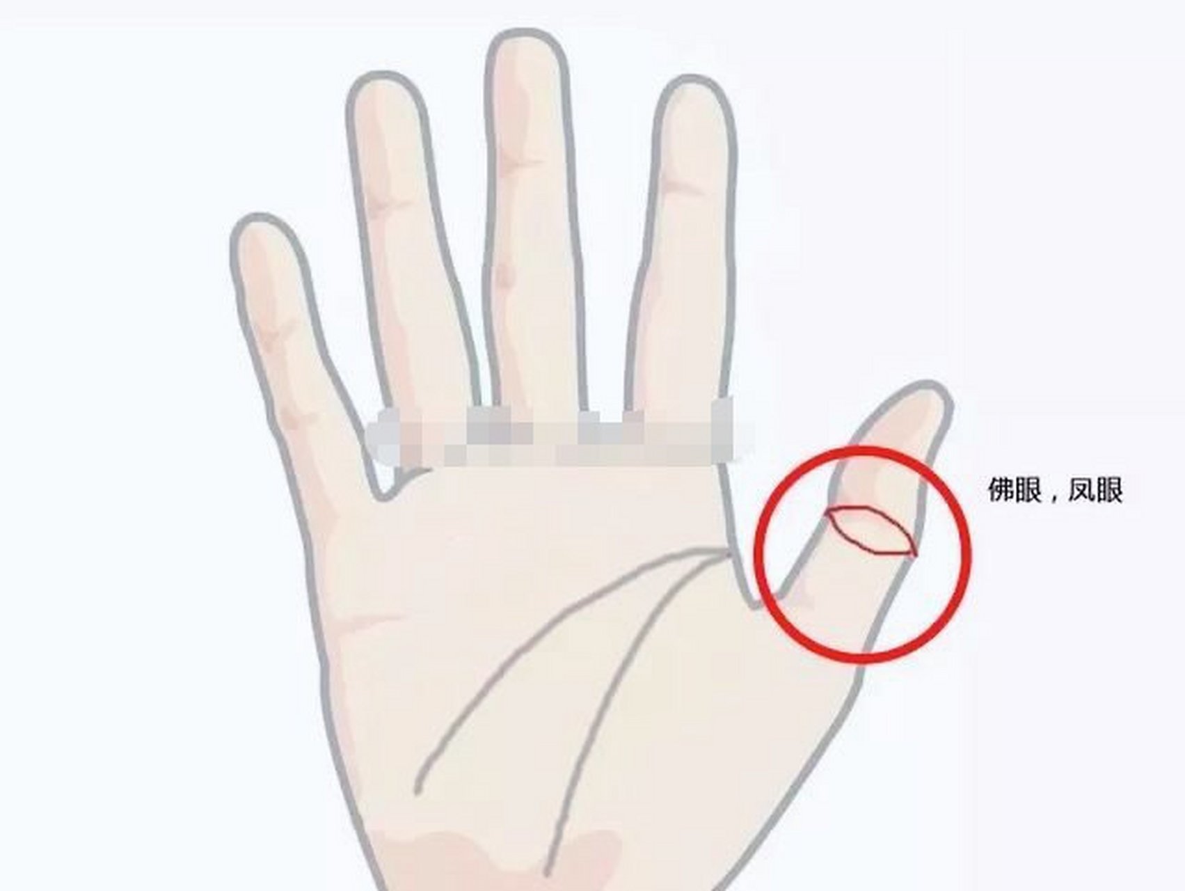 大拇指有佛眼  位于大拇指第一节手掌上呈的眼状纹或圈状纹就是佛眼纹