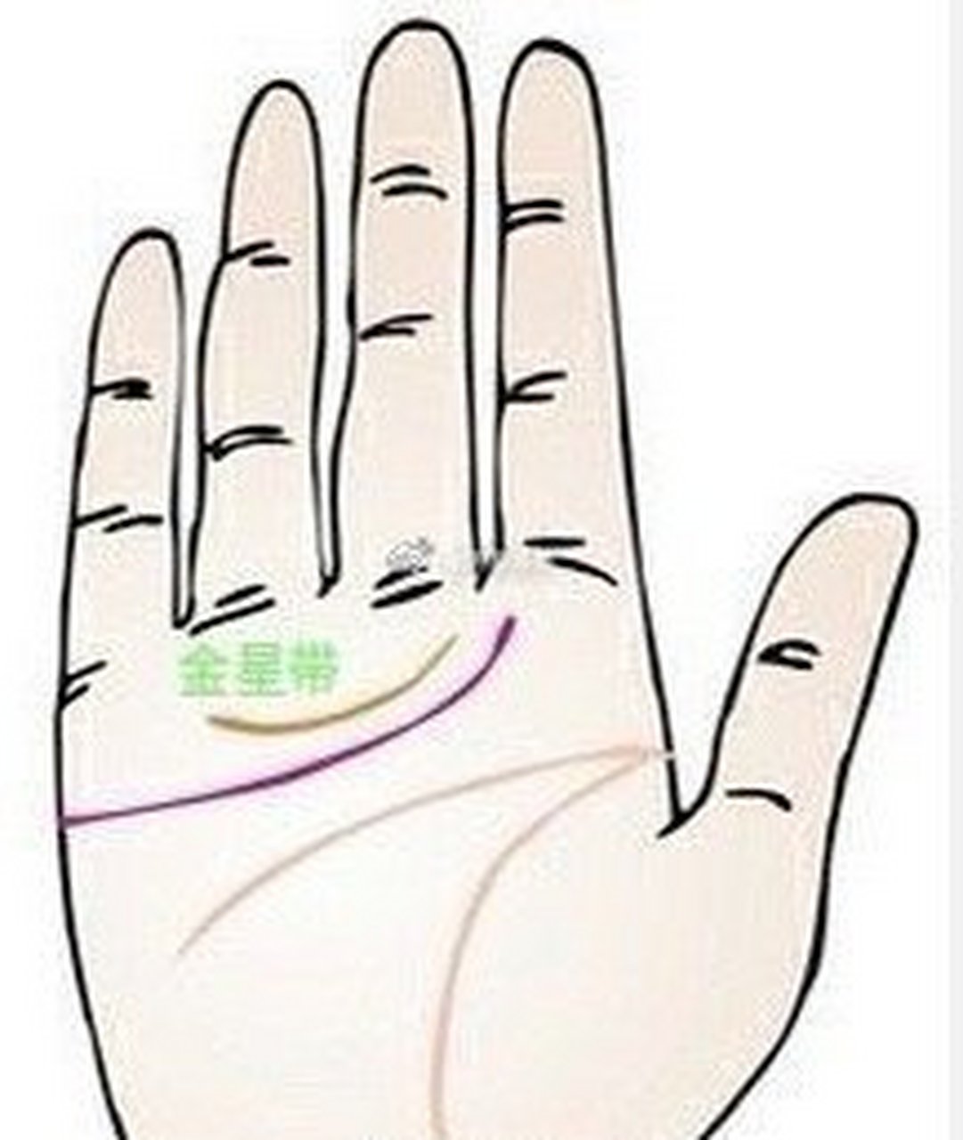 金星带位于感情线上方,在中指和无名指下方的位置,但是金星带最夯不