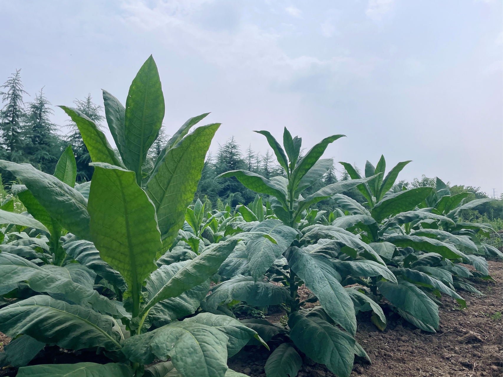 西安头条# 【地头边的旱烟苗你认识吗?