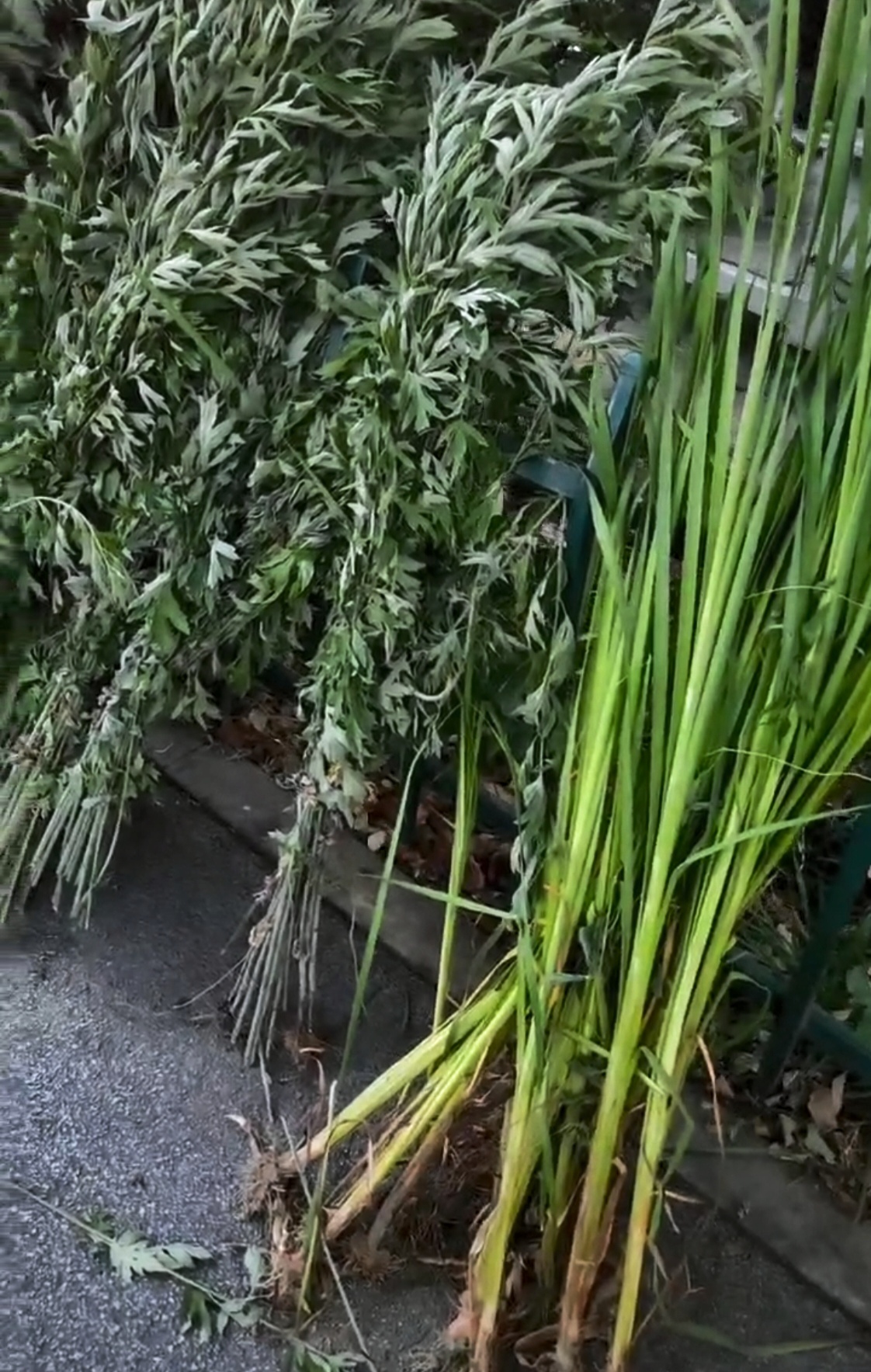 端午节门前为什么挂艾草菖蒲