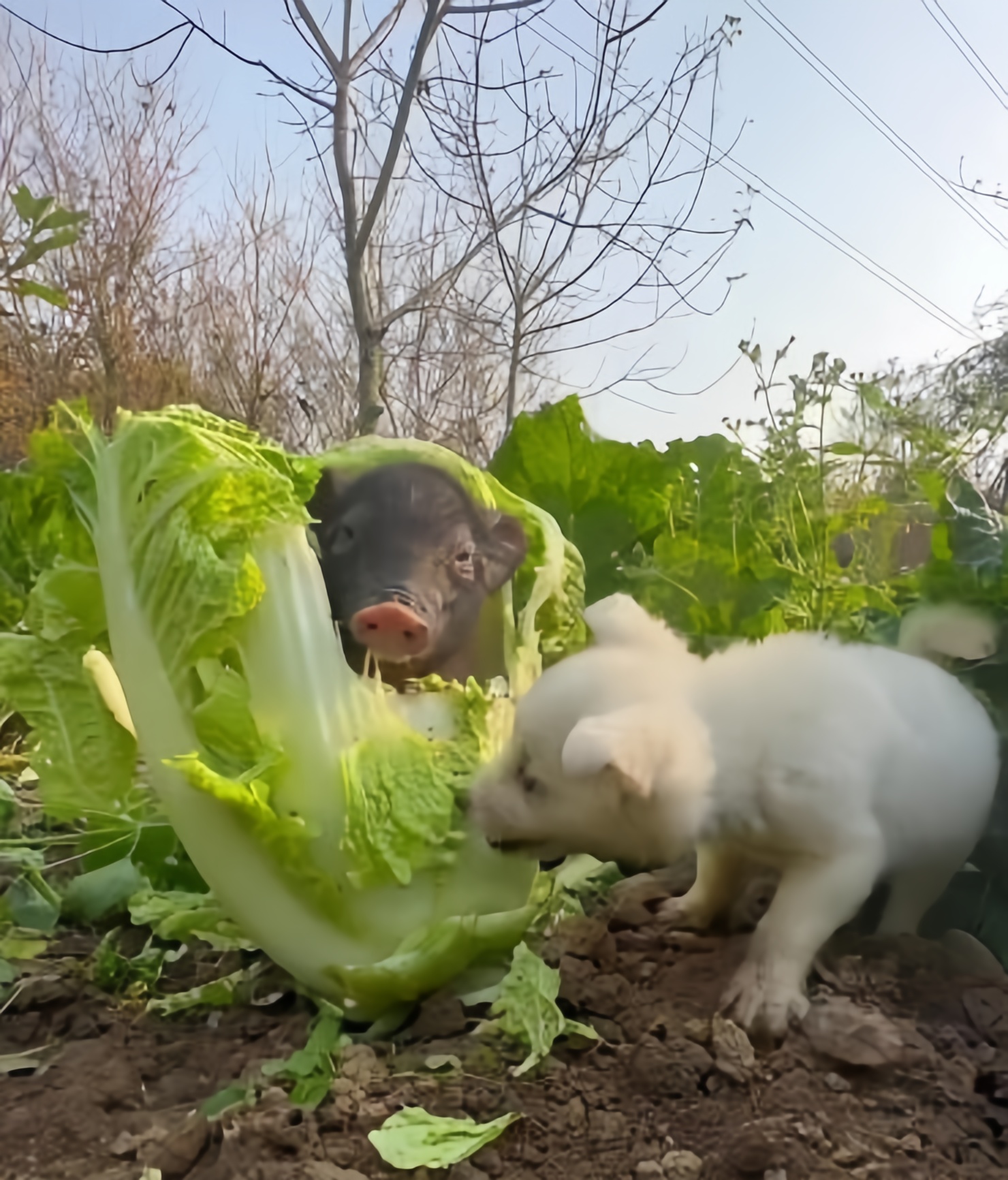 猪拱白菜 今晚有空吗图片