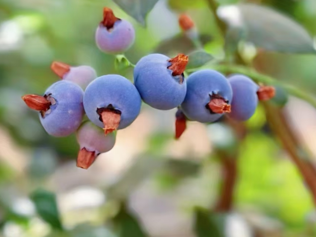 蓝莓,这小巧的深蓝色果实,藏着大自然的魔法.