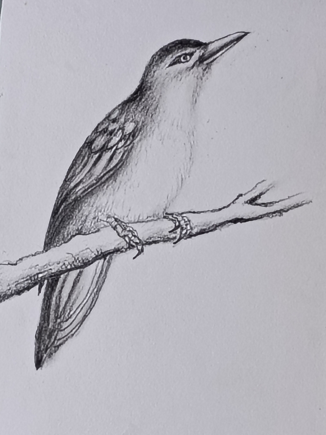 看这只小鸟在枝头歌唱,生活多么美好!#素描怎么画鸟# #动态连更挑战
