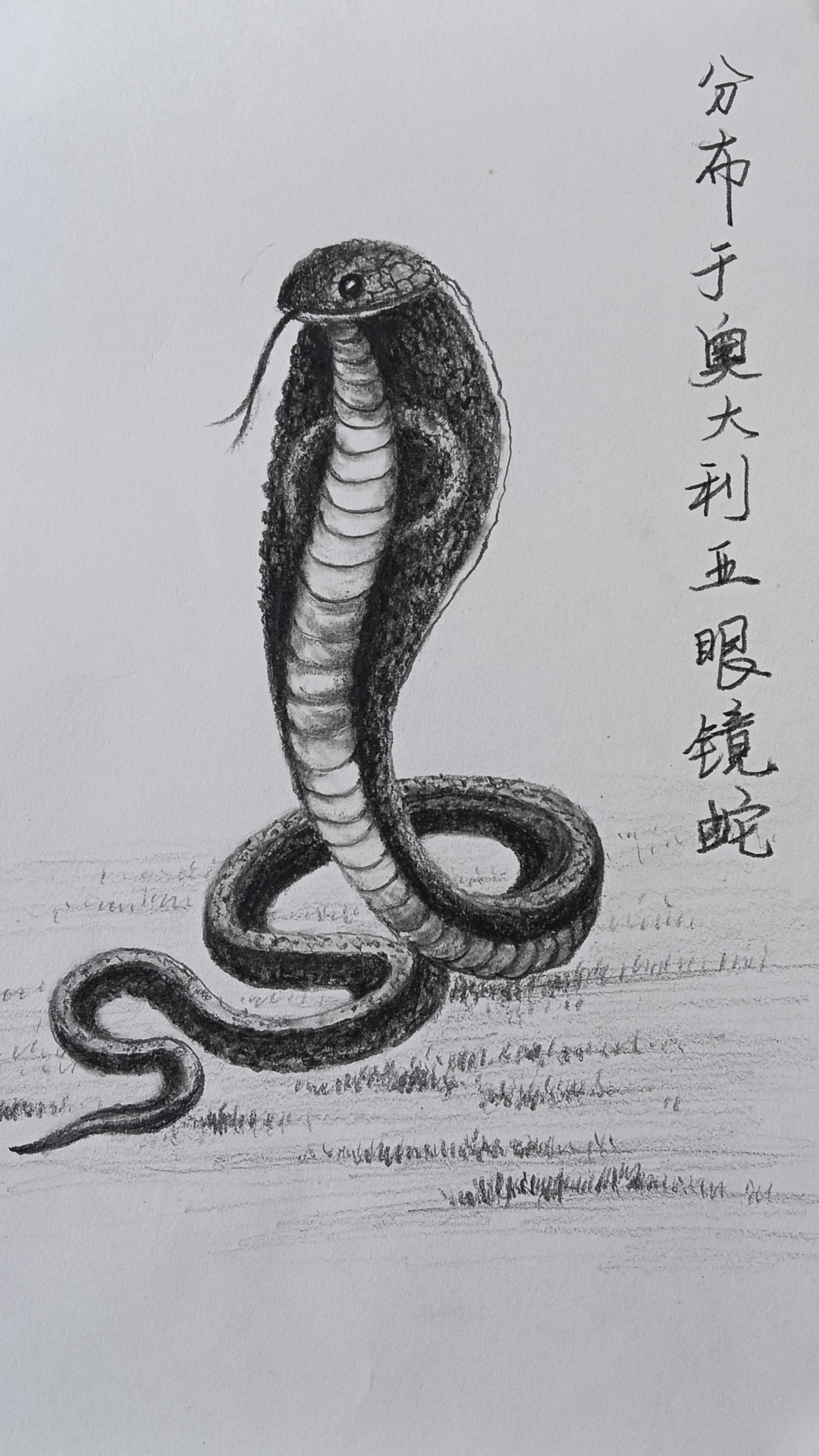 我最近在澳大利亚看到了一只超级酷的眼镜蛇,它的名字叫做s.星e