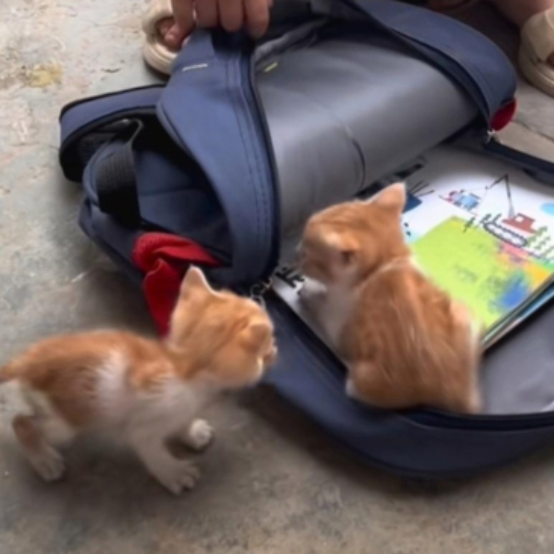 放学回家在路边看到两只流浪猫,他在找妈妈,饿饿得他们咪咪叫,我不忍