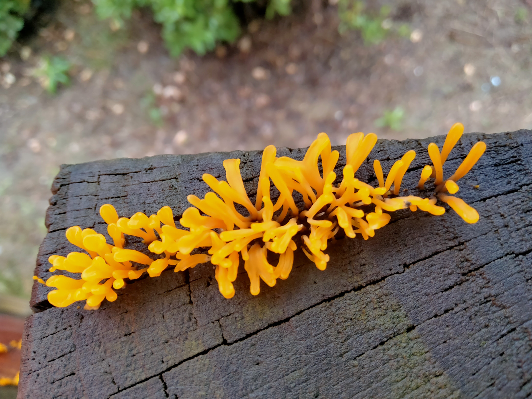 漂亮可爱的桂花耳