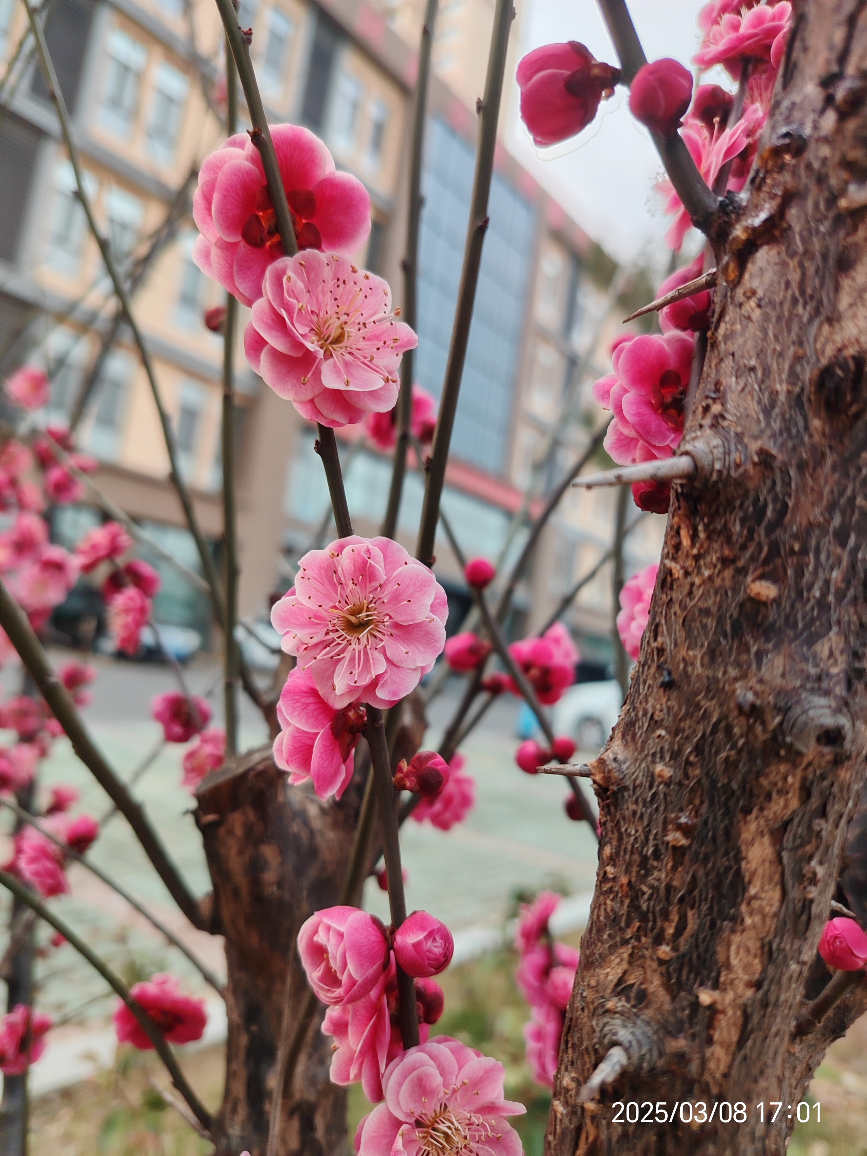 遥知不是雪,为有暗香来
