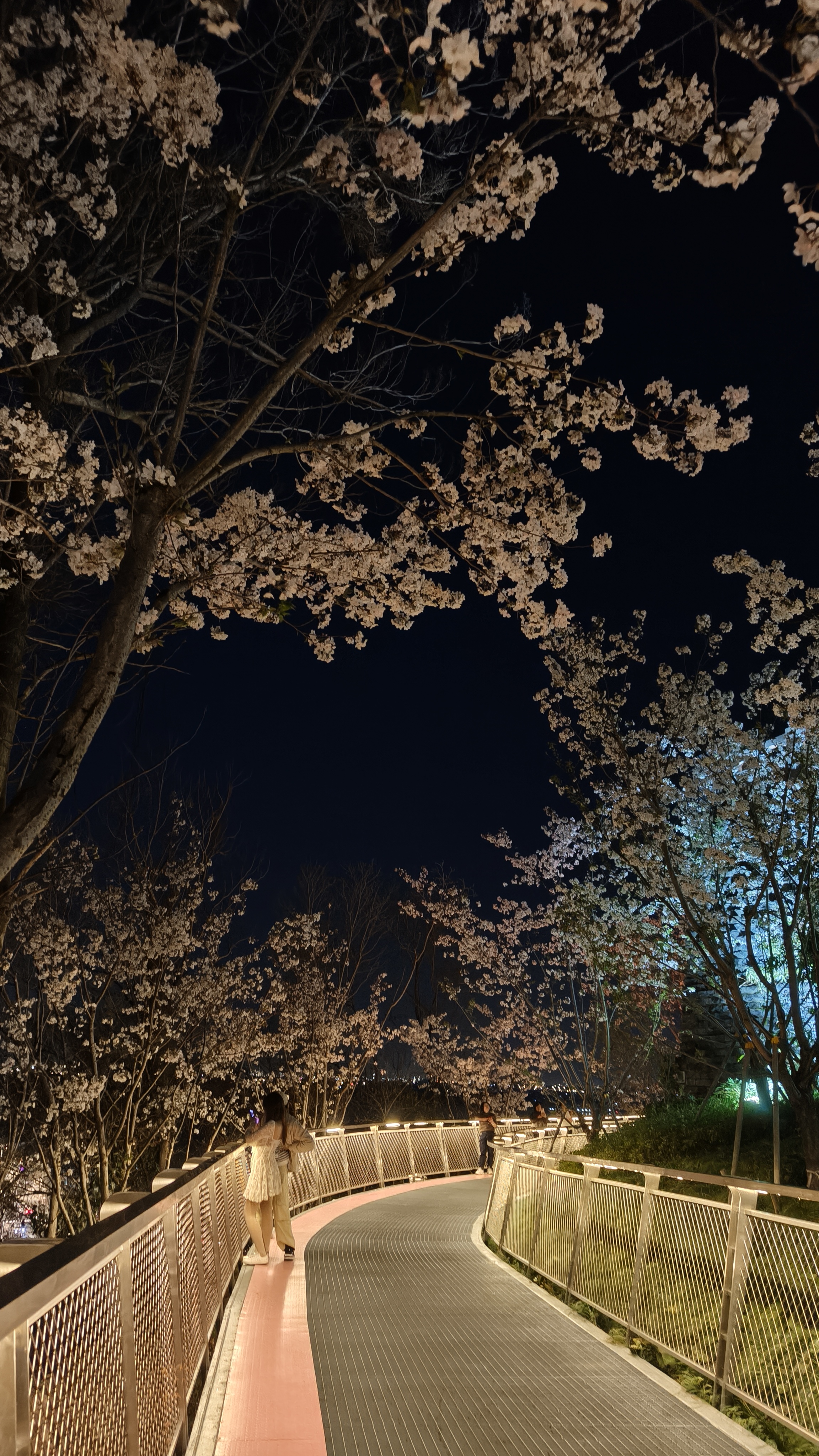 94樱花盛开在夜空下,神秘又宁静90  93深蓝色的天空下,一串串纯