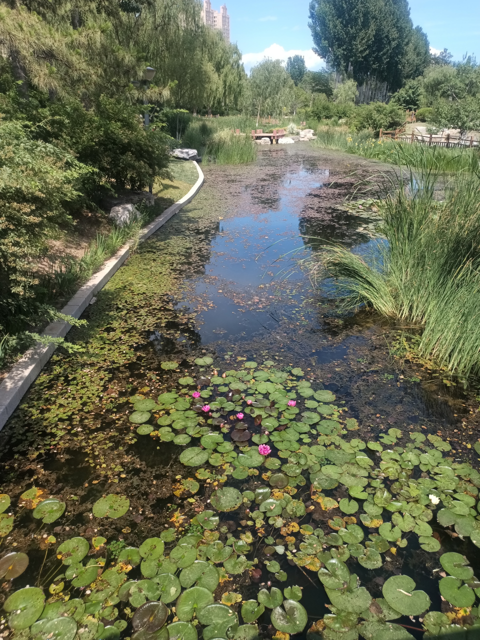 燕郊植物园图片图片