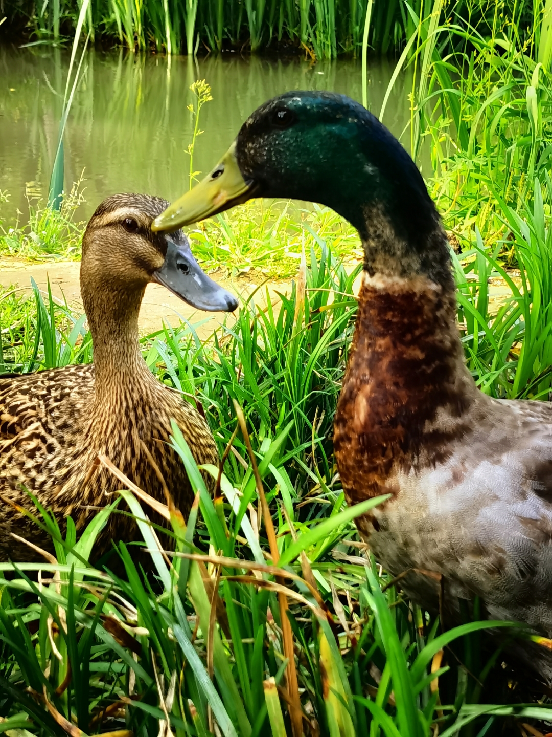 当溜商场改成溜公园, 一切都显得那么云淡风轻, 花花草草, 野鸭成群的