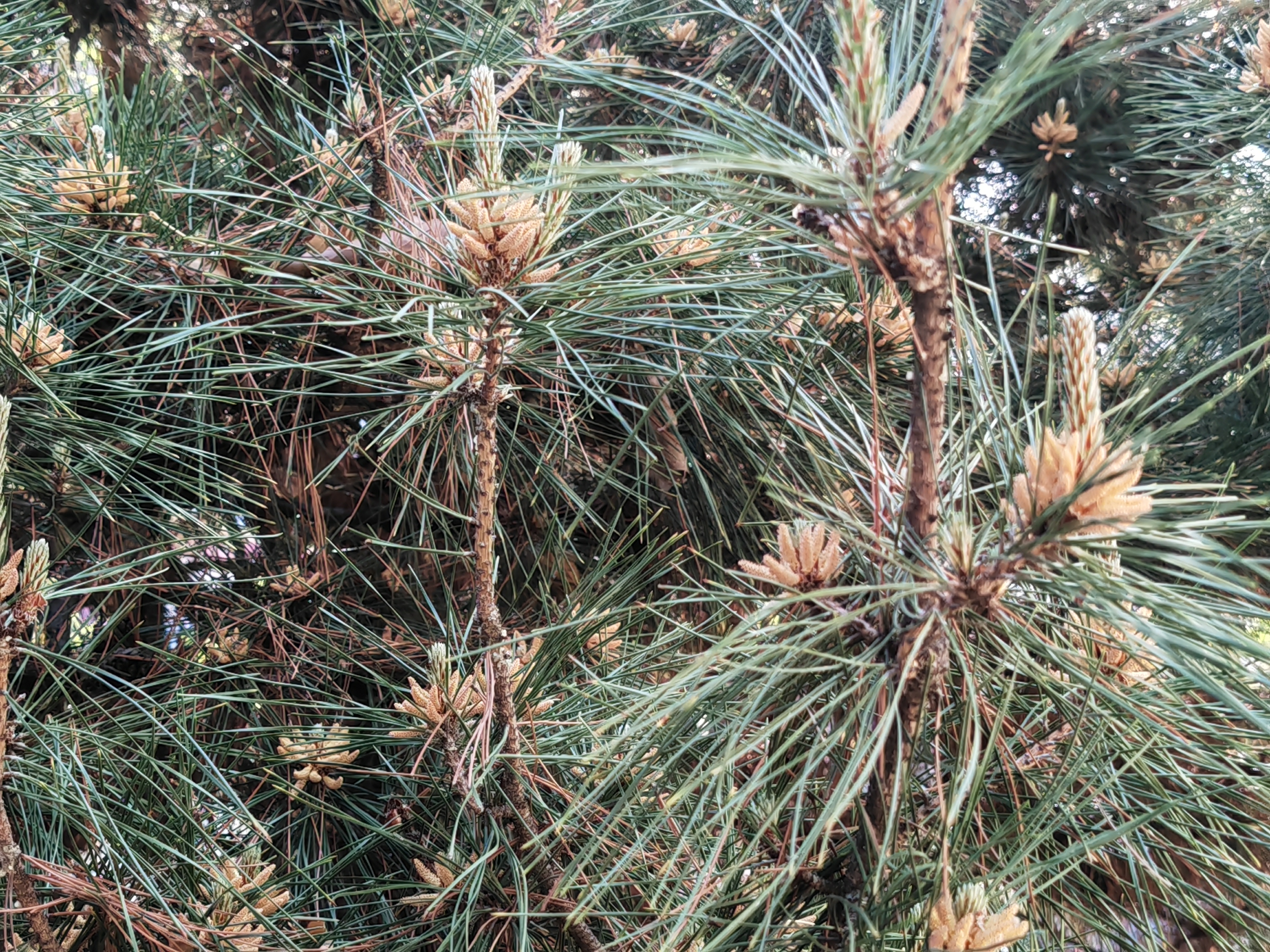 有人会打松花粉,有人会摘几枝带蜜的叶放在嘴里,有人会把成熟的松牛果