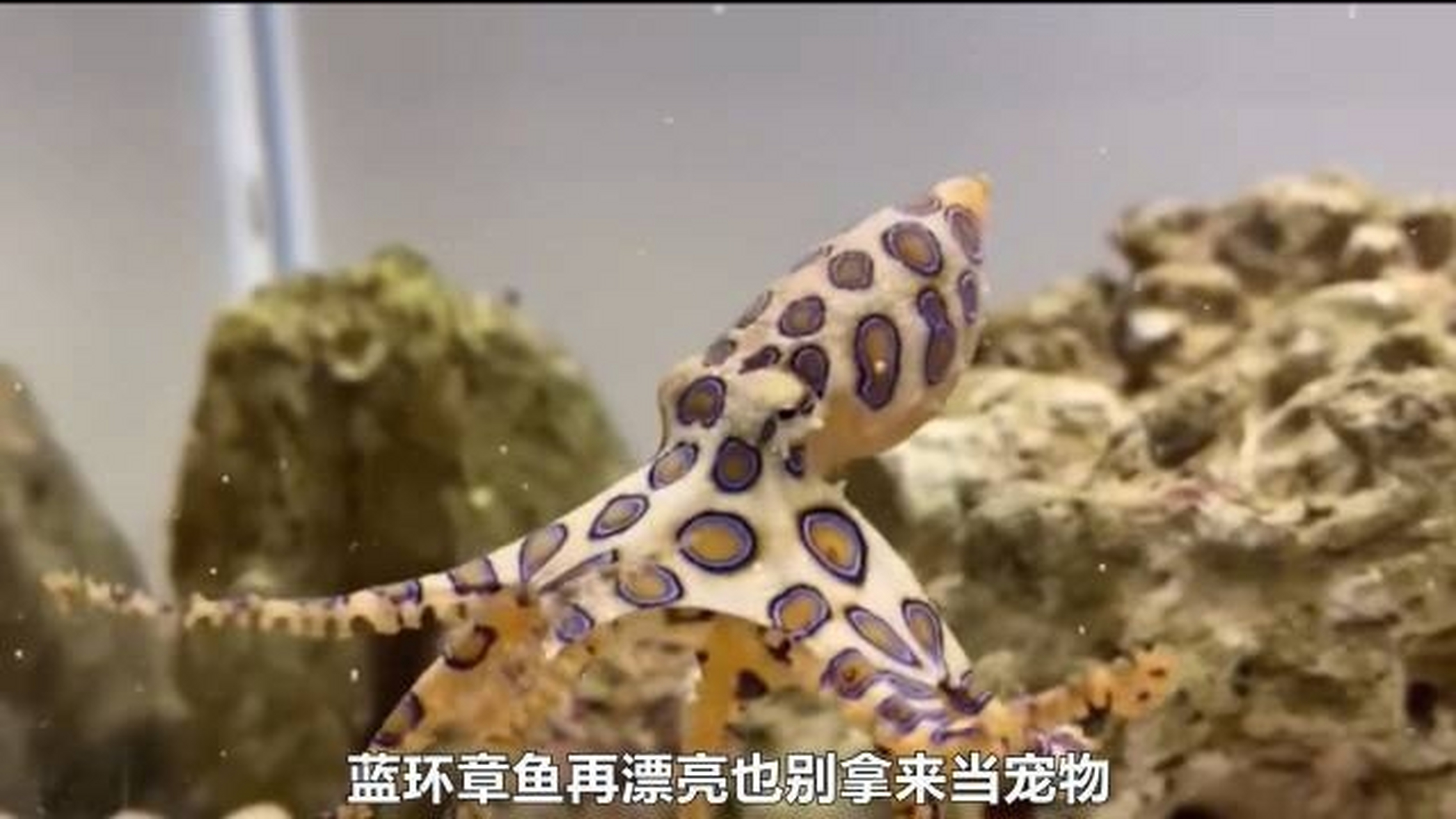 蓝环章鱼图片 壁纸图片