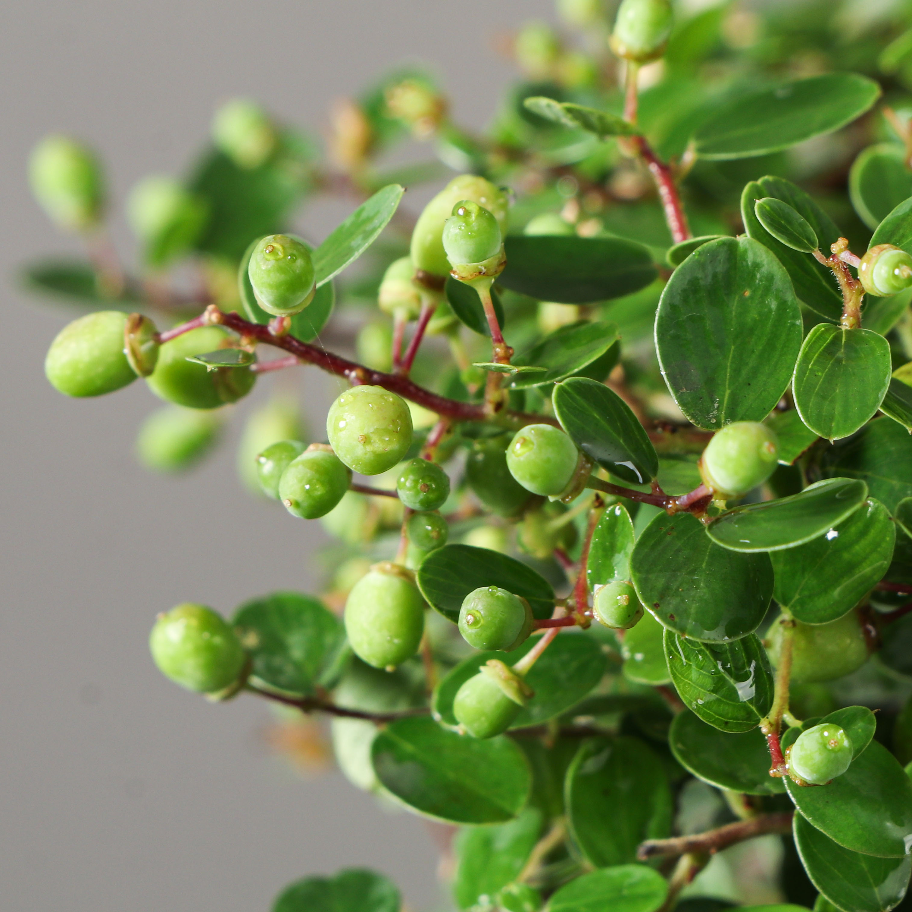 铁包金盆景,开花结果,迎客造型,喜水,湿润环境中适合生长,临水飘逸