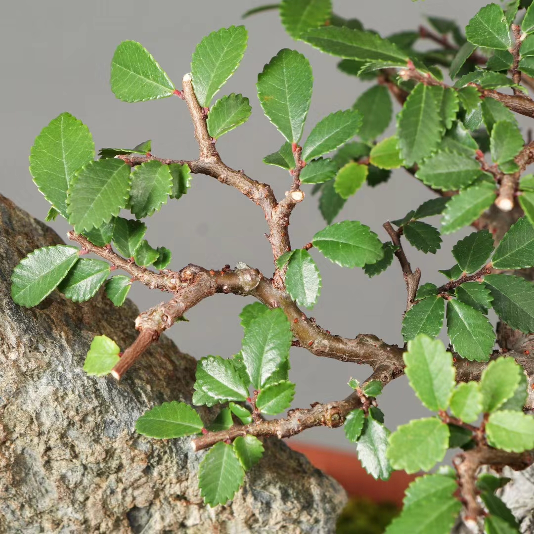 抱石榆树盆景!石化之美,尽收眼底!