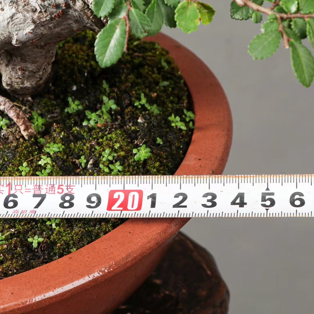 抱石榆树盆景!石化之美,尽收眼底!