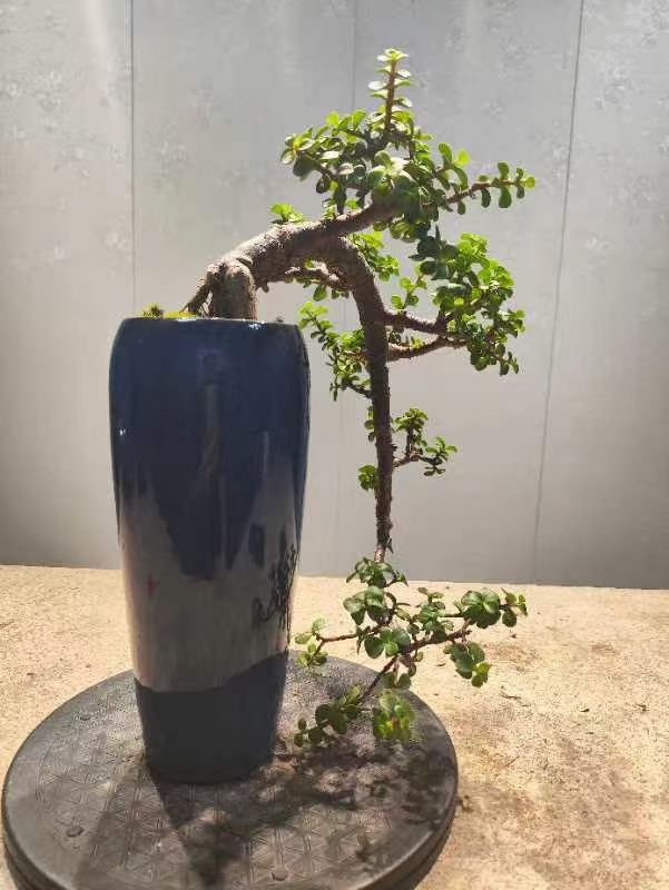 金枝玉叶盆景,哎呀呀,这个小小的花盆里竟然长出了一棵好可爱的小树哦