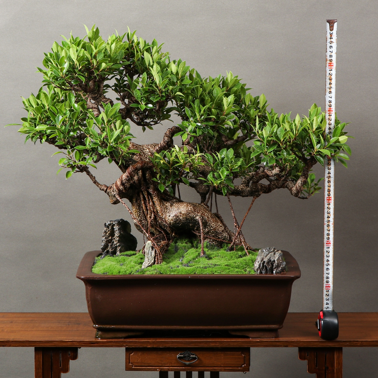 这就是老桩台湾虎皮榕盆景,它将带你进入植物世界的新天地.