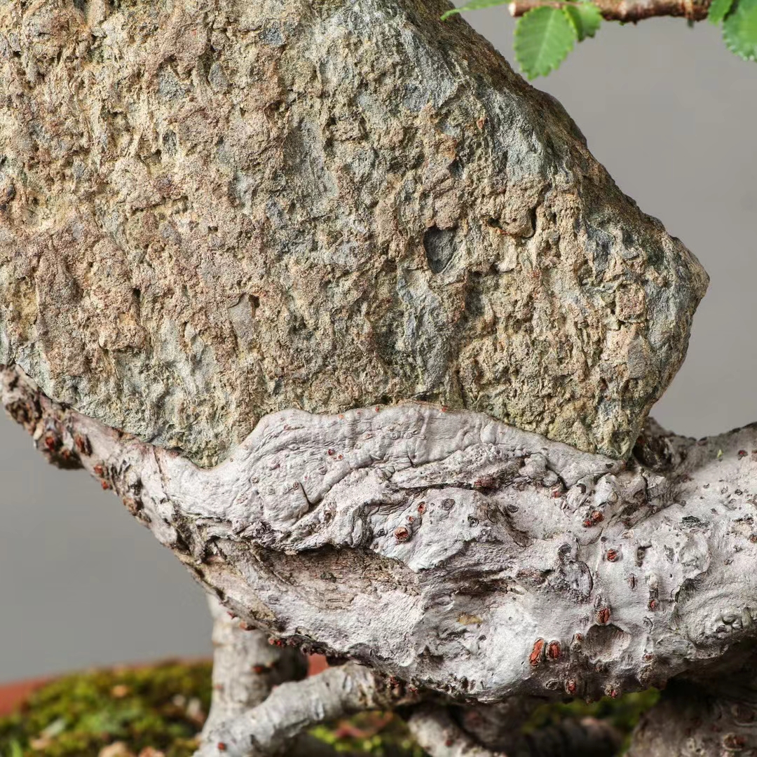 抱石榆树盆景!石化之美,尽收眼底!