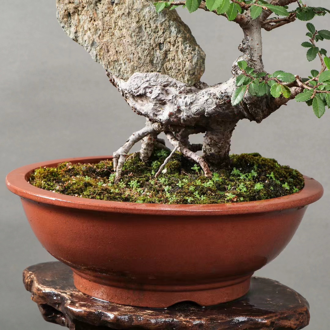 抱石榆树盆景!石化之美,尽收眼底!