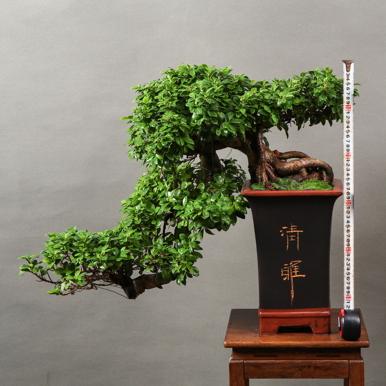 悬崖大飘榕树盆景