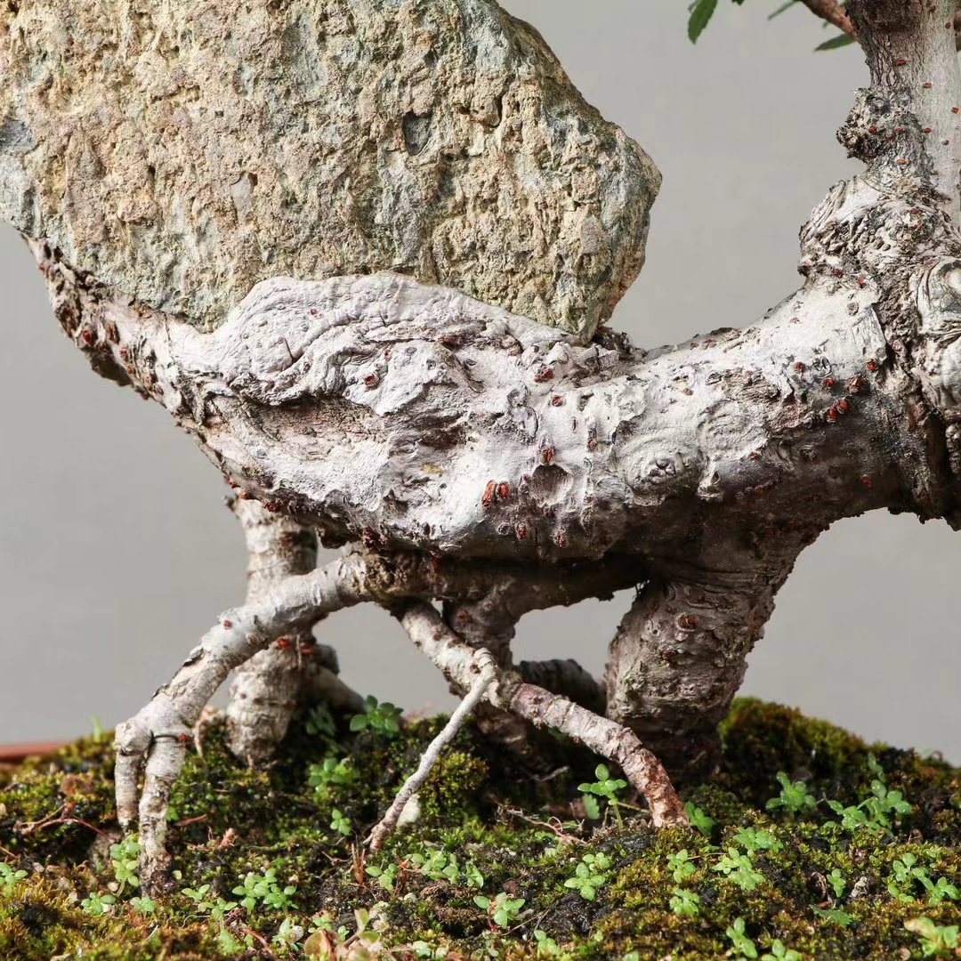 抱石榆树盆景!石化之美,尽收眼底!