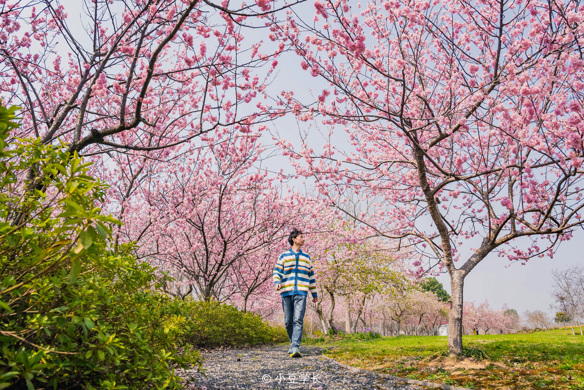 三叶梦华苑,是春日里樱花绽放的梦幻之地.