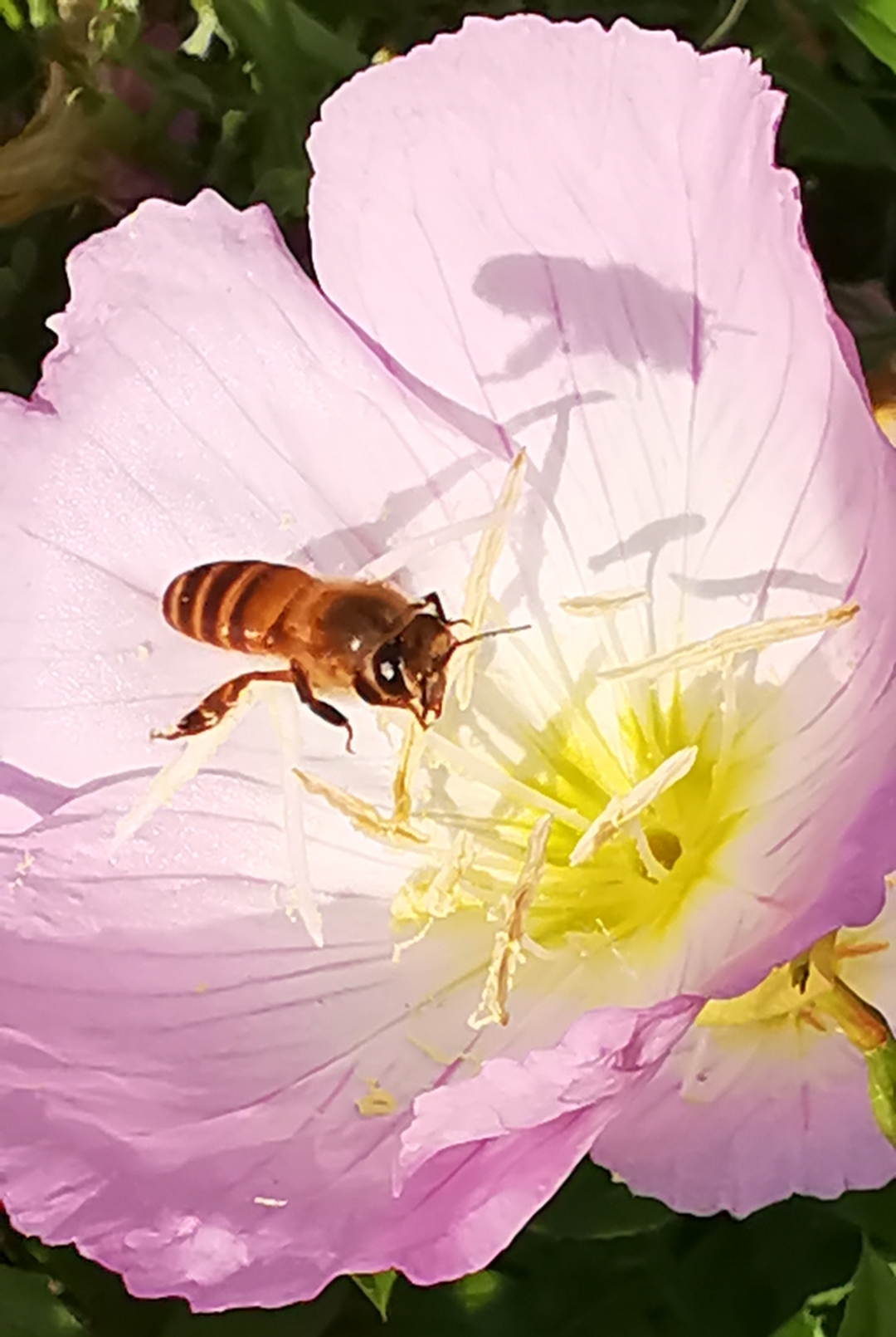 在这张令人惊艳的照片中,一只勤劳的蜜蜂正在圆锥形淡粉色花朵上采集