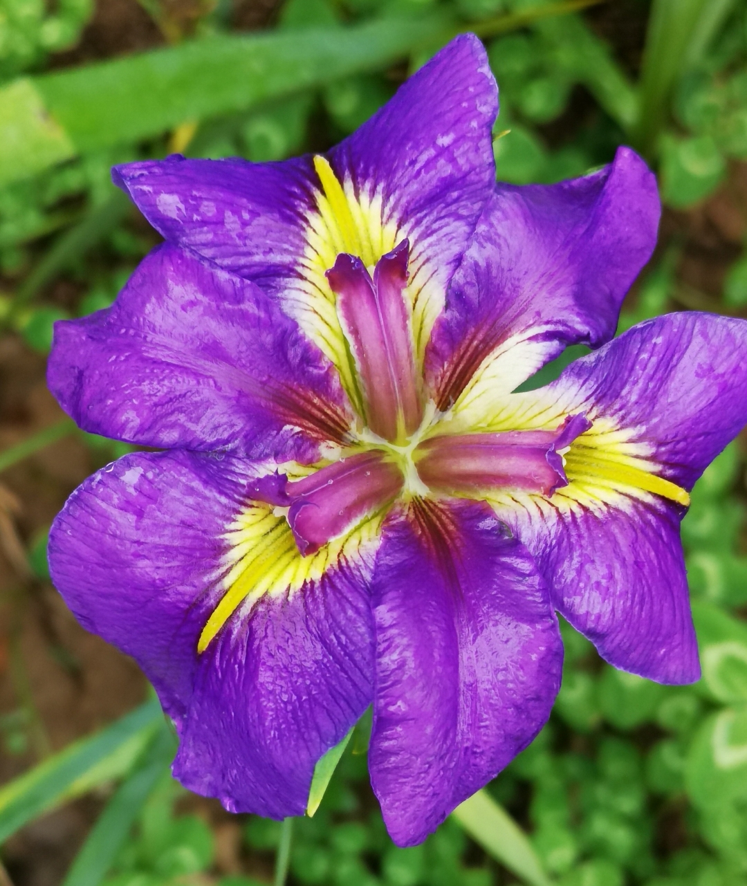 98梦幻鸢尾,花中仙子下凡尘94  94哇,这朵紫色鸢尾花简直是花中