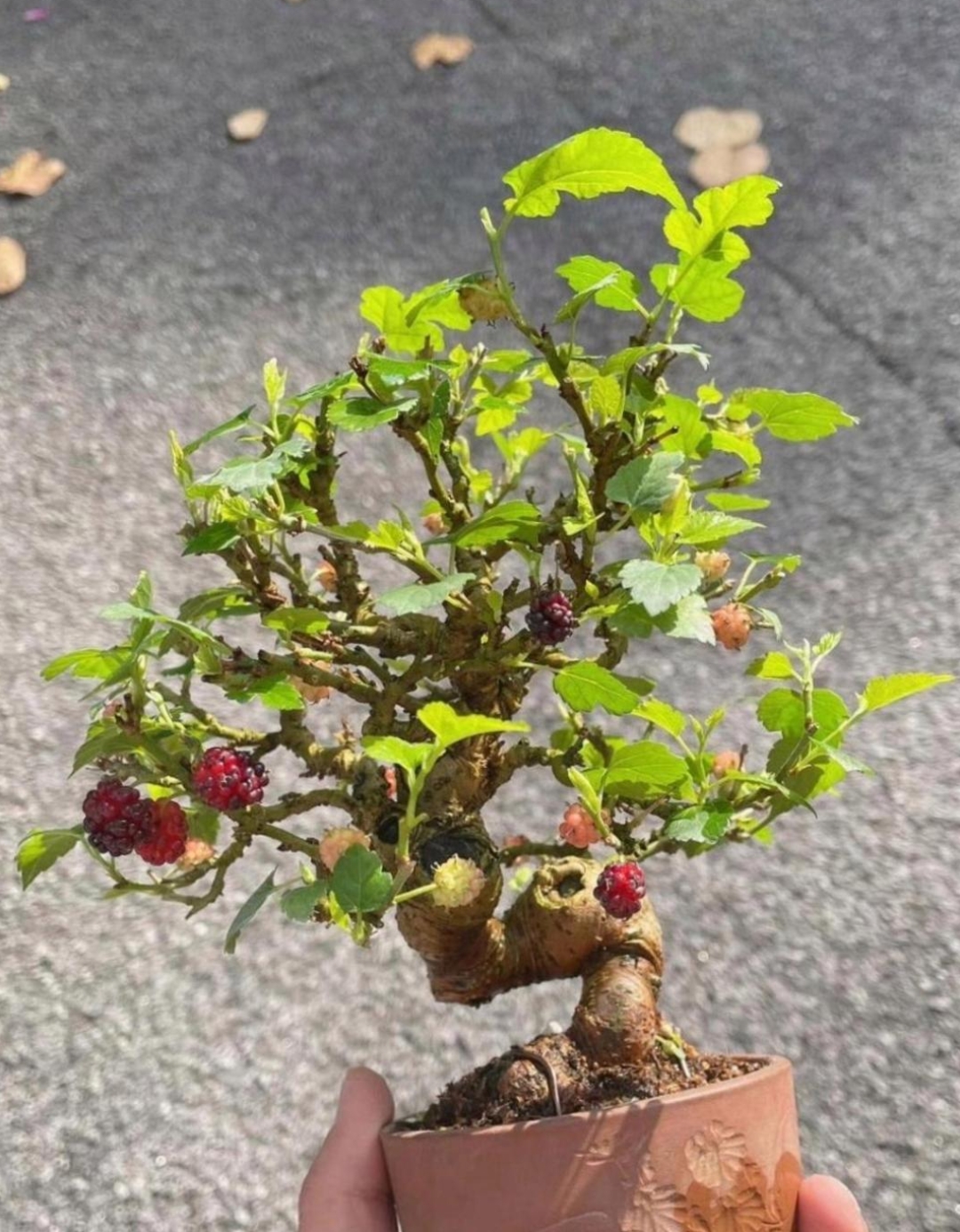 看我弄的这颗桑葚盆景怎么样?