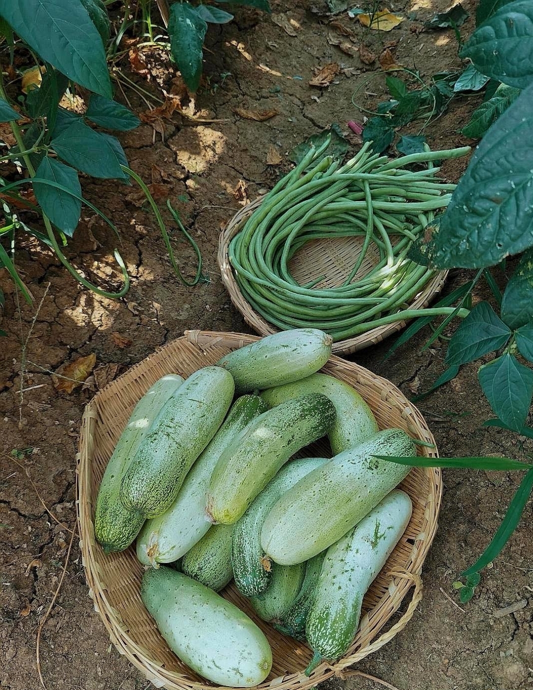 新鲜黄瓜和豆角,还有西红柿和大西瓜,自家小菜园的收获,绿色健康,生活