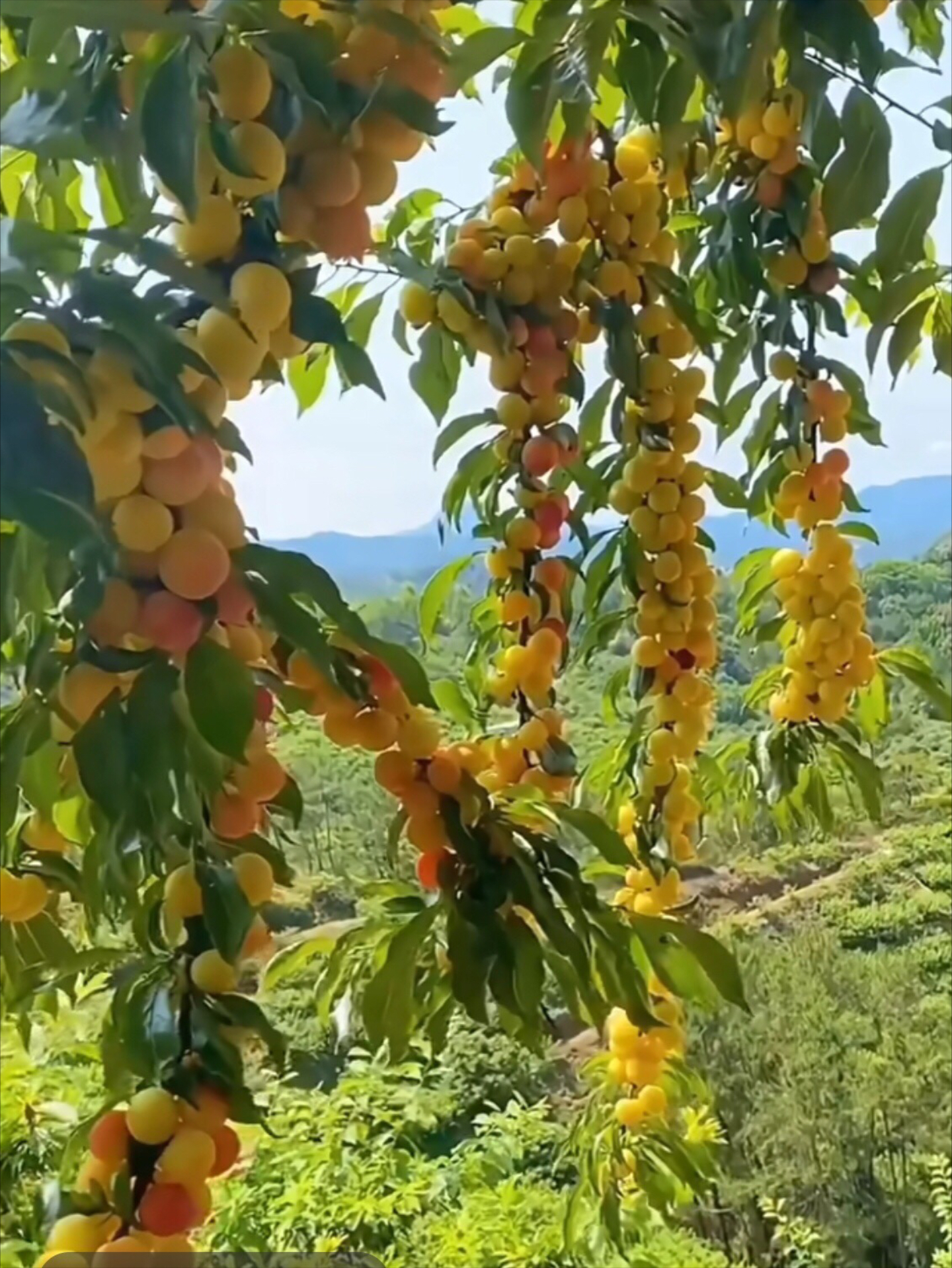 长满果实的树图片大全图片