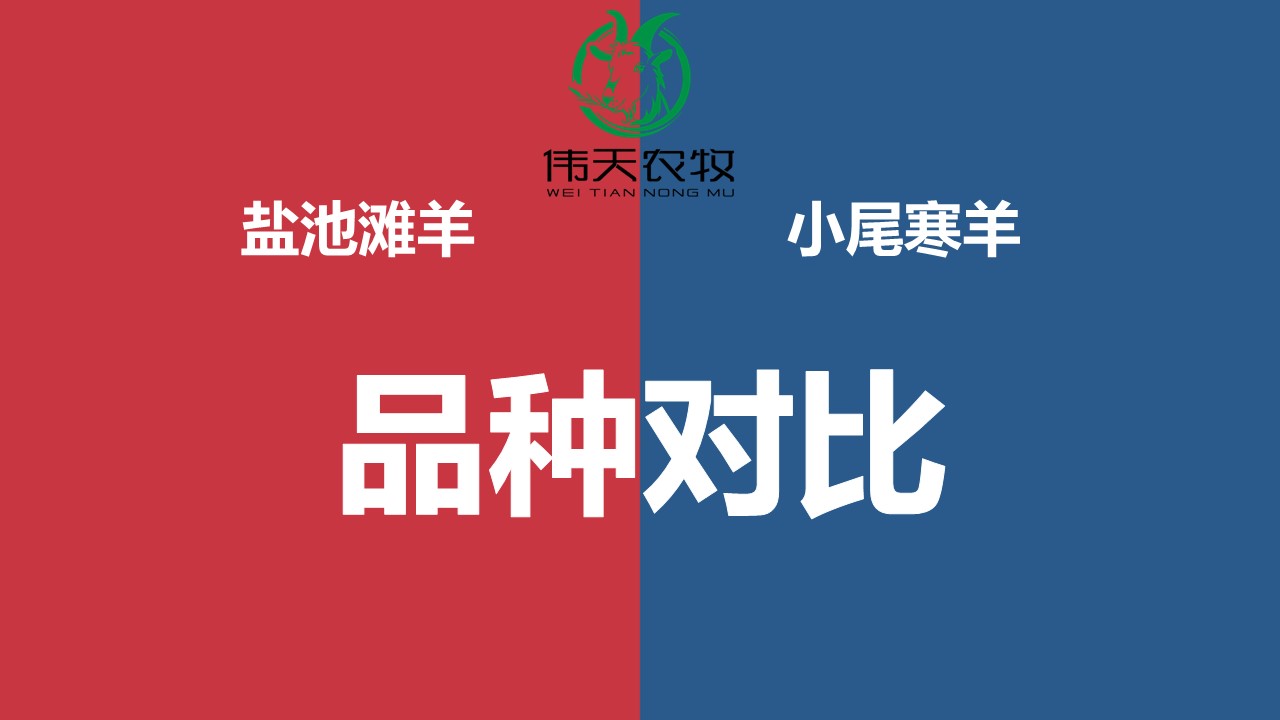 发羊贱是什么意思(发羊的图片是什么意思) 第2张