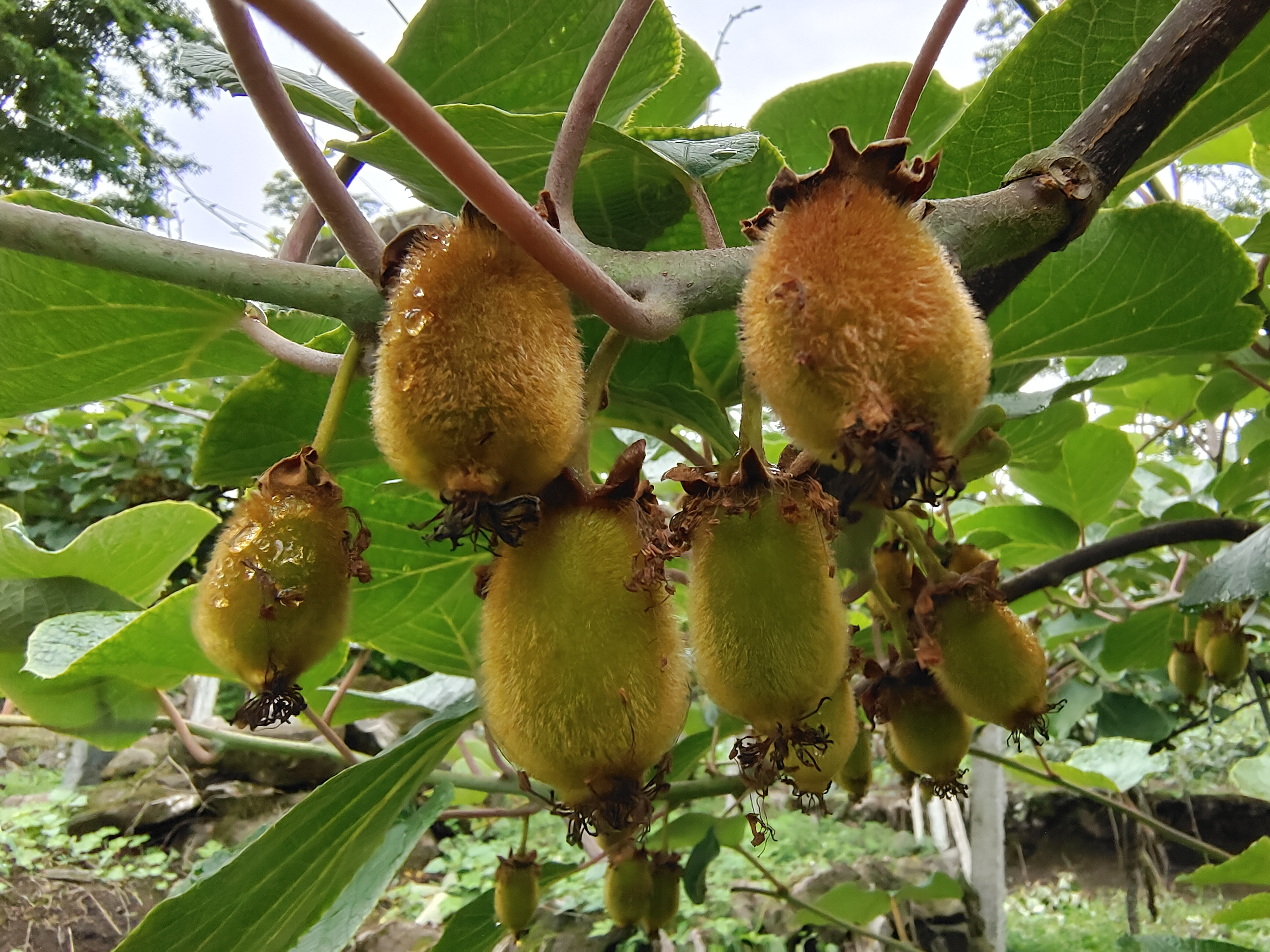 这个月的雨水充足,还有一个月猕猴桃就要长大了