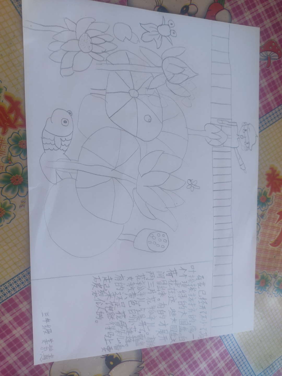 ③荷花 作者:叶圣陶 手抄报作者:三年级姜紫蕙