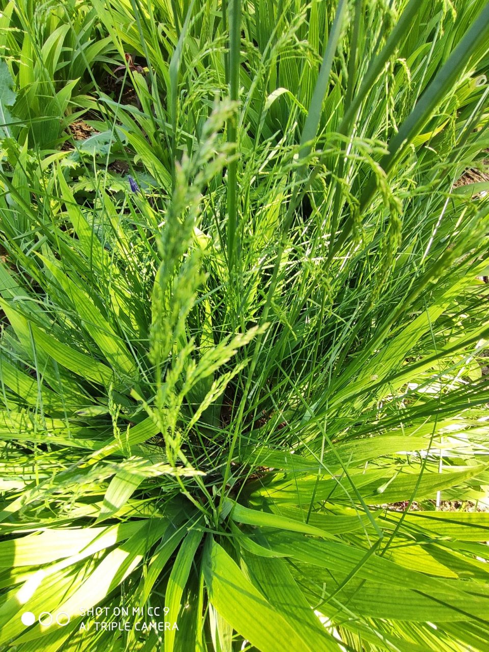 [微笑](社会知觉)——       社会知觉是一种基本的社会心理活动.