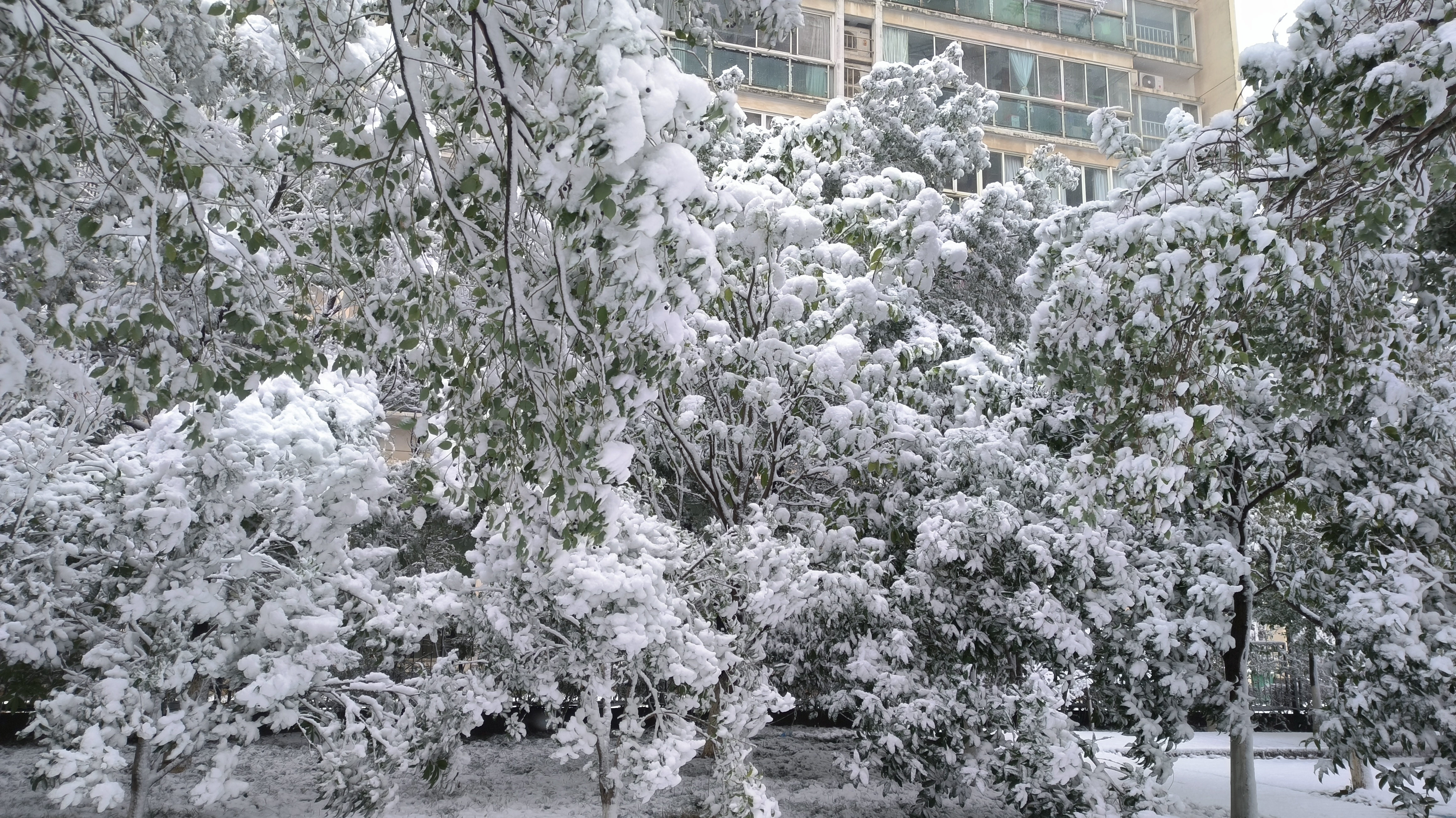 真下雪 南昌下雪 惊喜是大雪 多年未见的雪 一夜北风吹白雪 一觉醒来