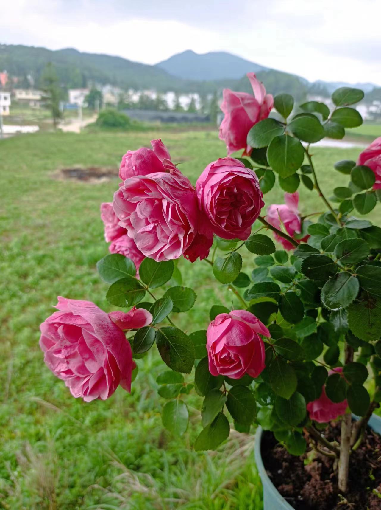 乡村小屋月季花图片图片