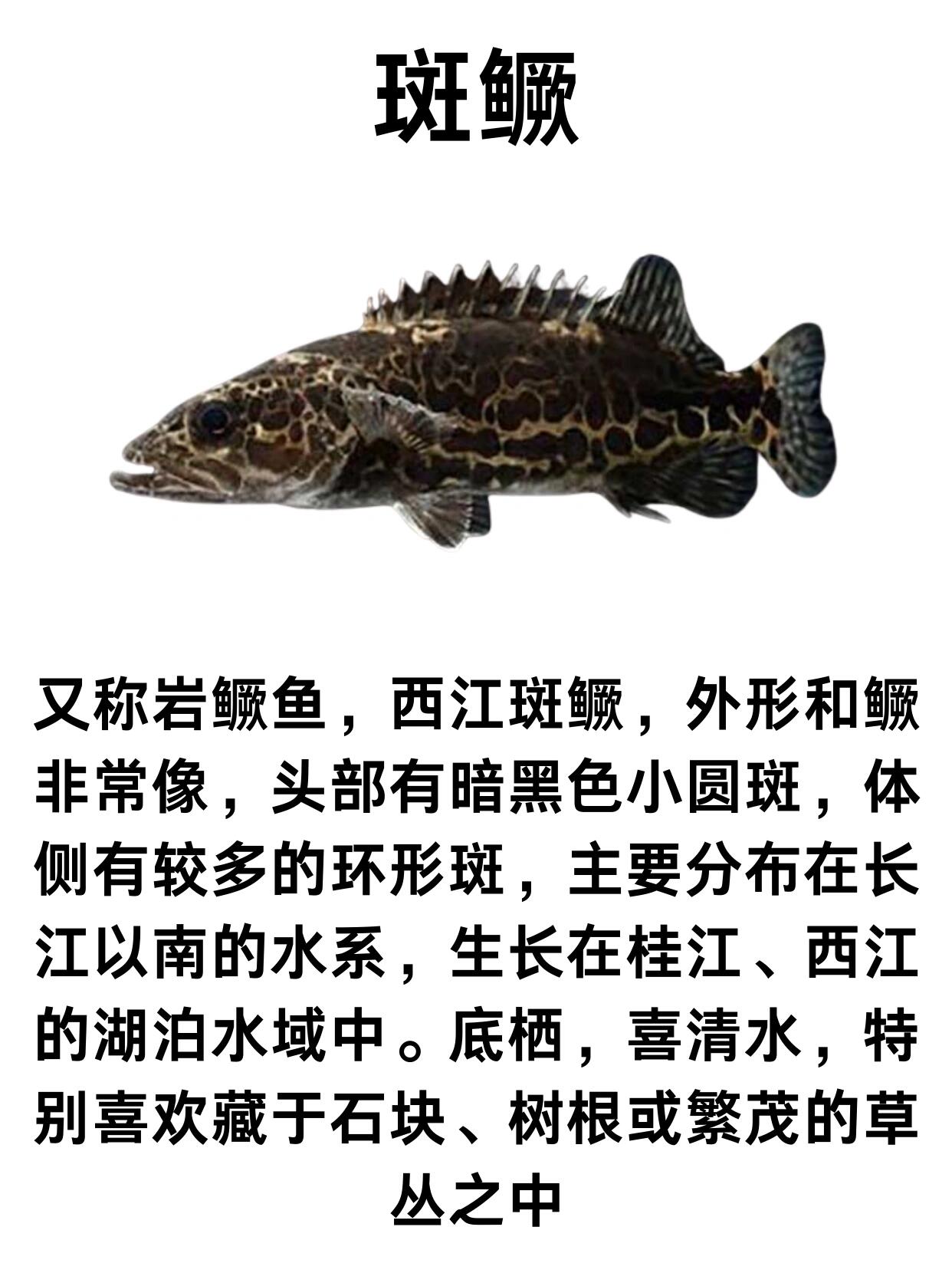 鳜鱼常见的7个品种