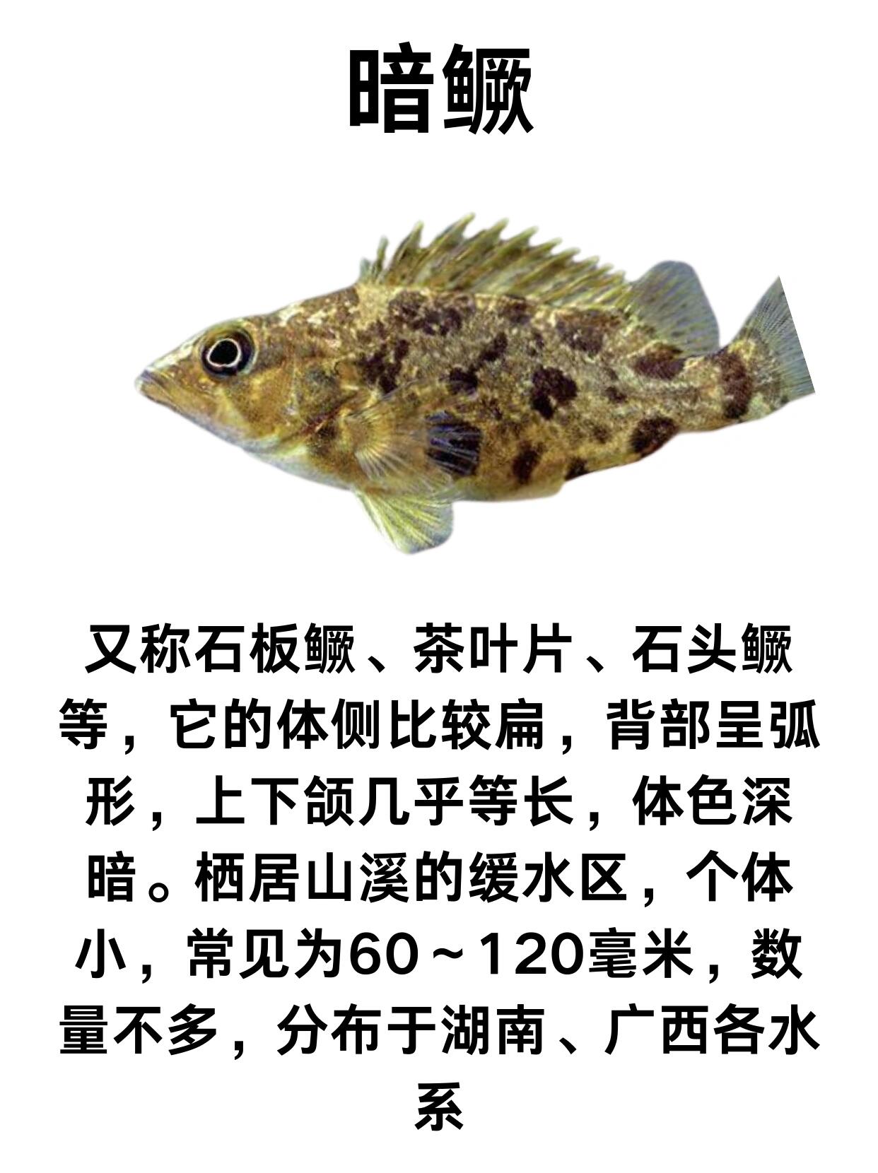 鳜鱼常见的7个品种