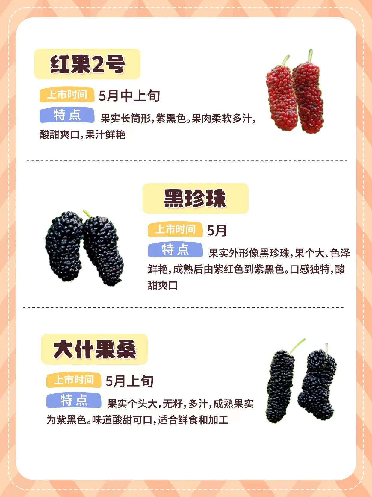 桑葚的分类与品种