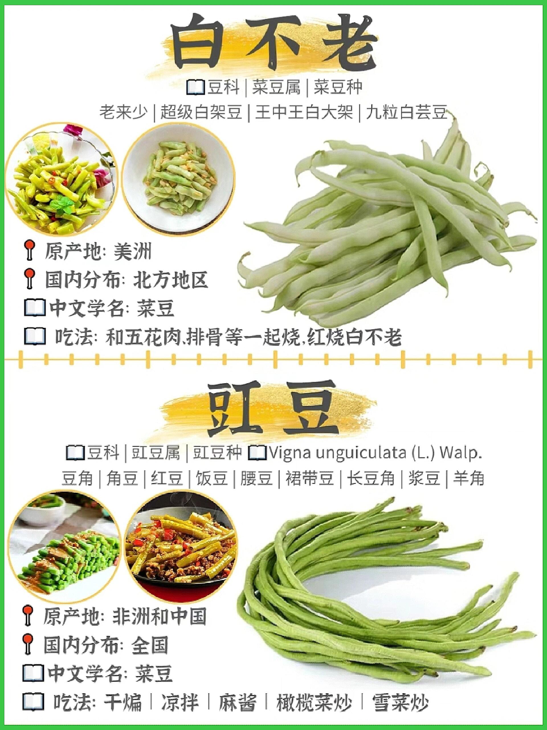 豆角名称大全图片