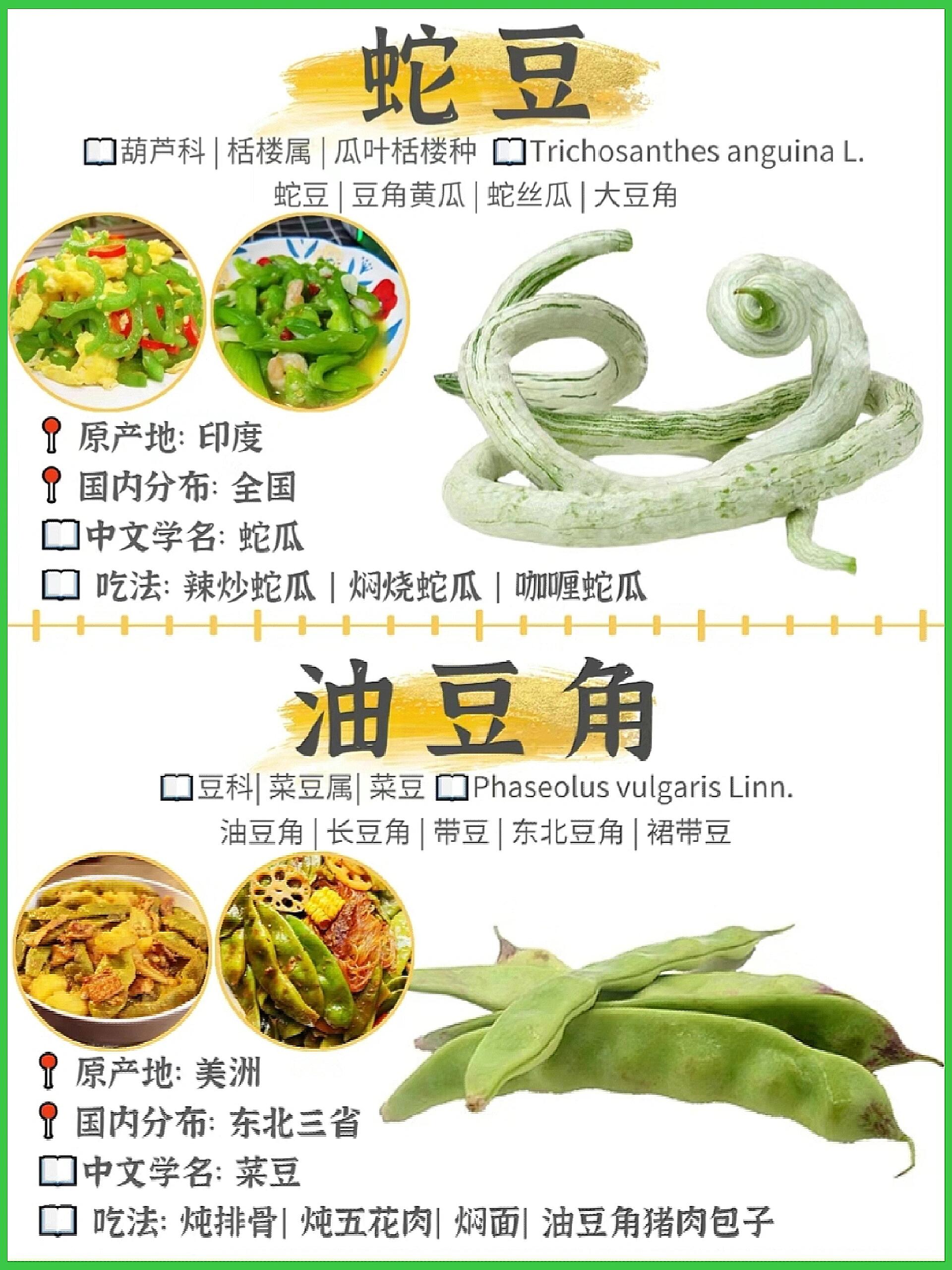 豆角名称大全图片