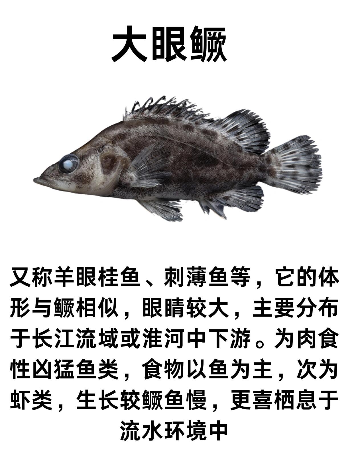 鳜鱼常见的7个品种