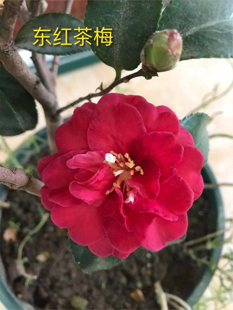 茶梅,夏日七心四季茶,怀金拖紫四季茶,复色小璇四季茶