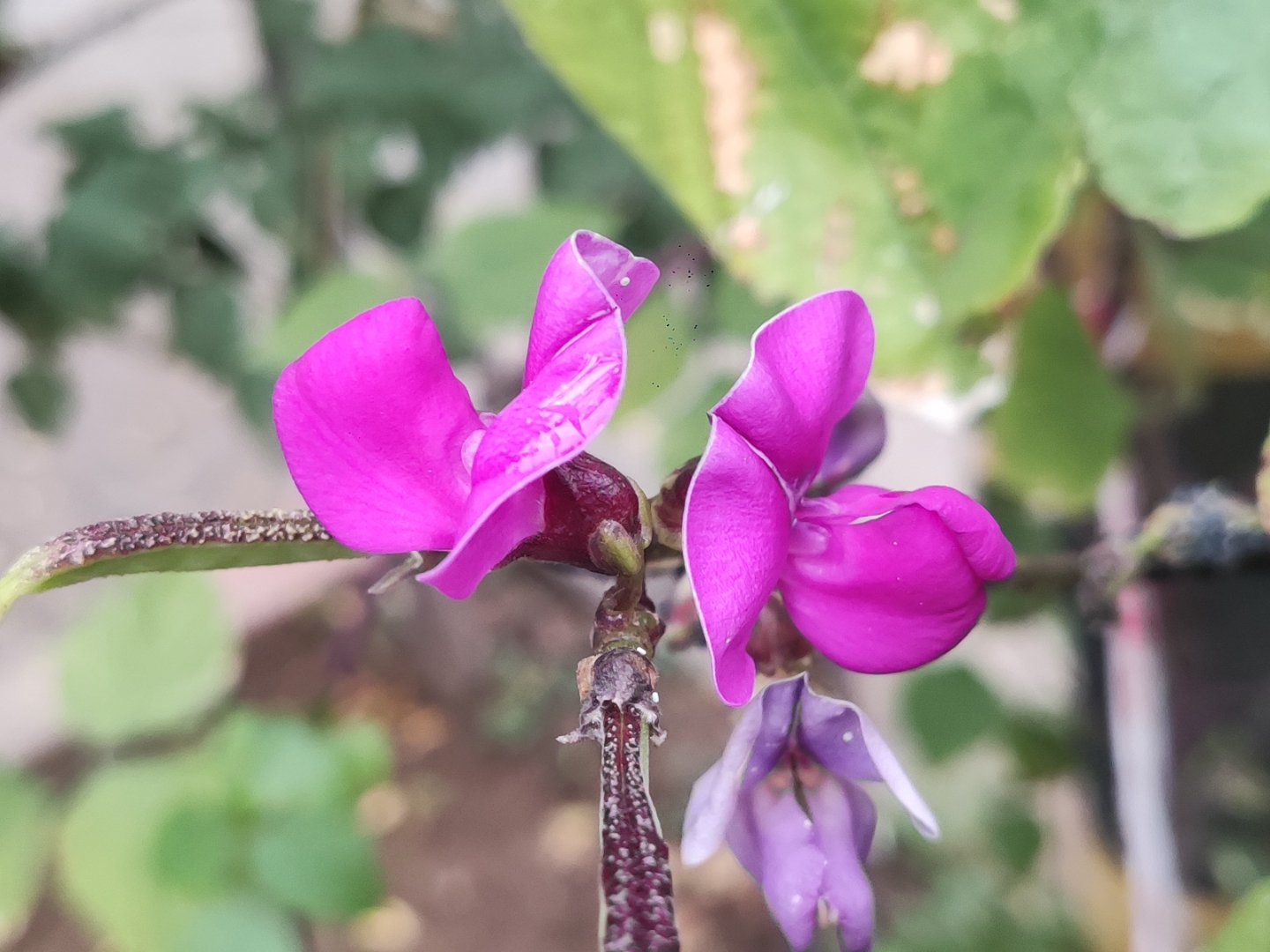 叶上雨简介图片