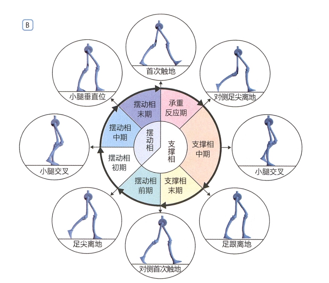 步行周期图片