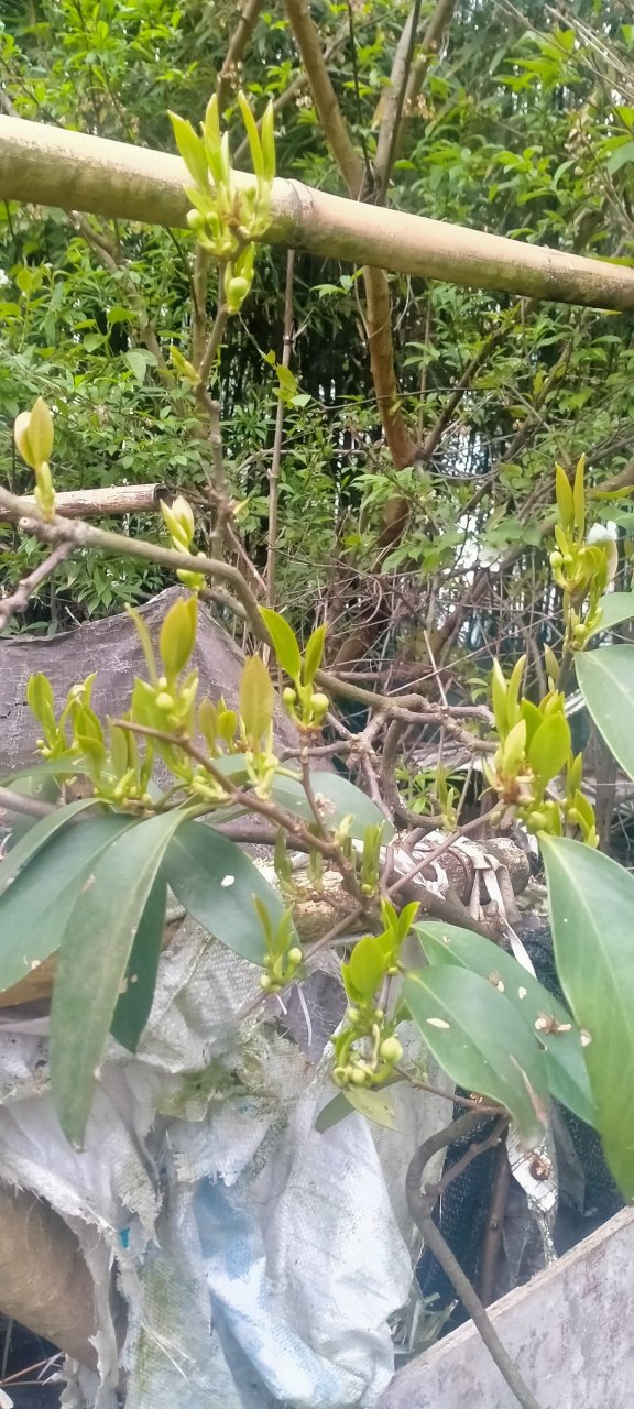 黑老虎水果开花了[赞同]